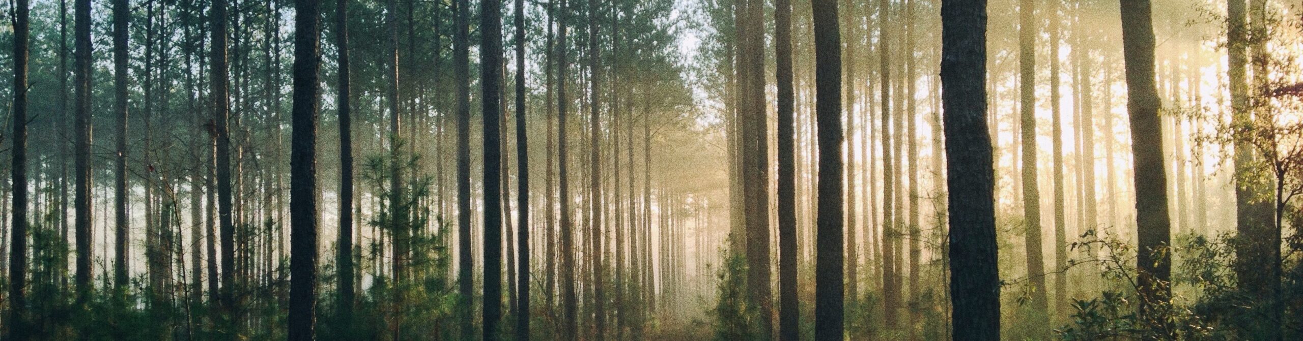 steven-kamenar-MMJx78V7xS8-unsplash 232323